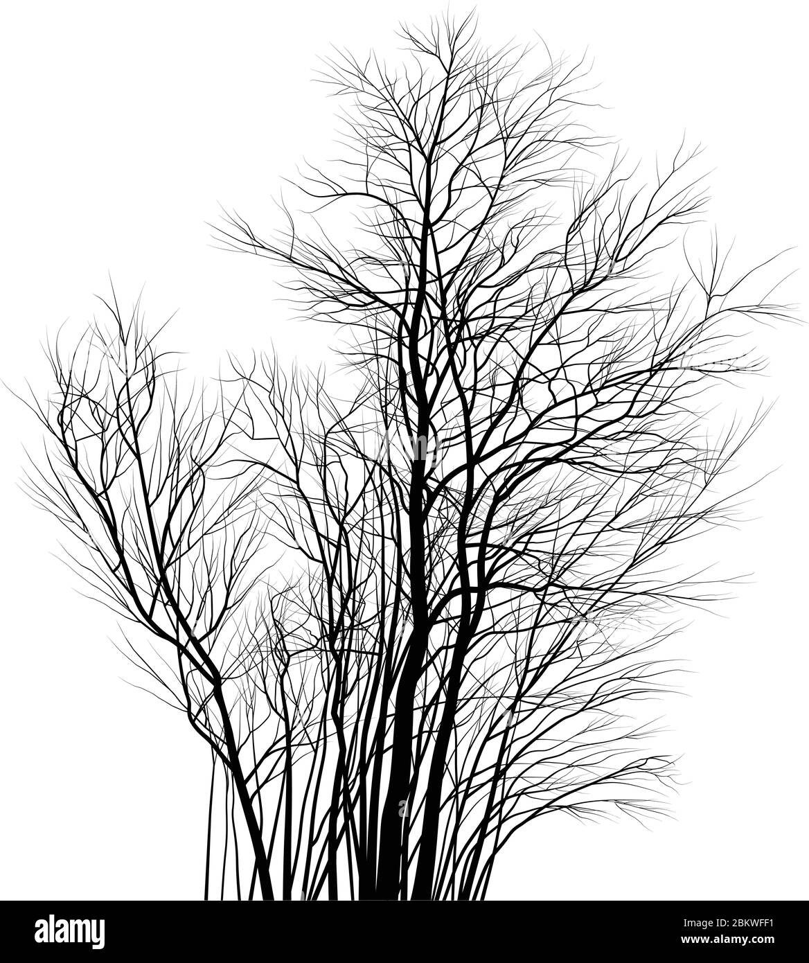 Acacias, un groupe de jeunes arbres Illustration de Vecteur