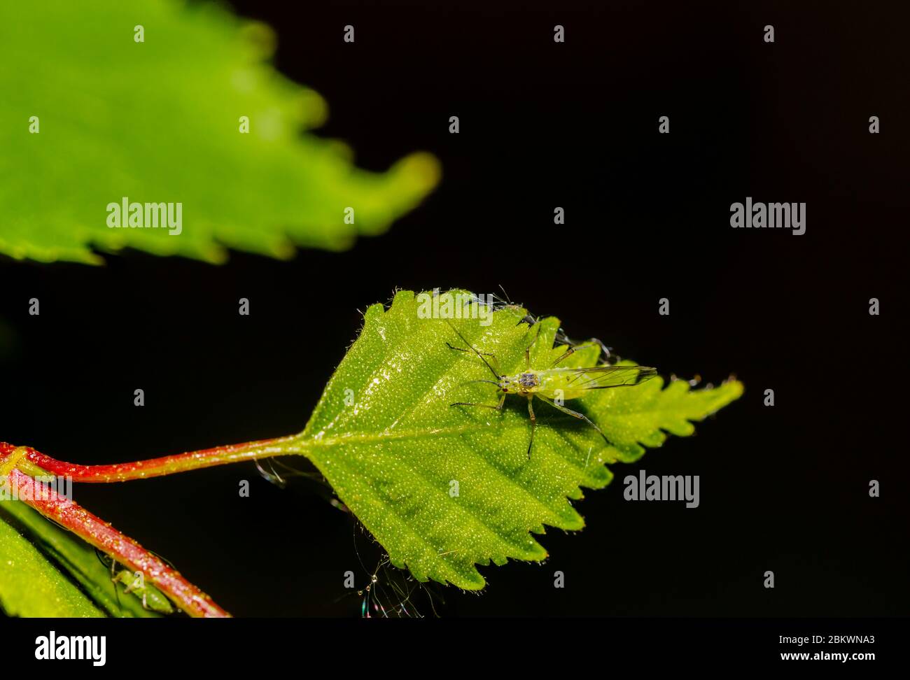 Vue macro d'un minuscule puceron à ailes vertes (5 mm) avec yeux rouges et longues antennes sur une feuille de bouleau argenté au printemps, Surrey, au sud-est de l'Angleterre Banque D'Images