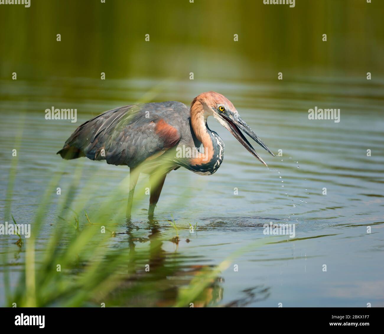 Goliath Heron, Ardea goliath, parc national de Murchison Falls, Ouganda Banque D'Images