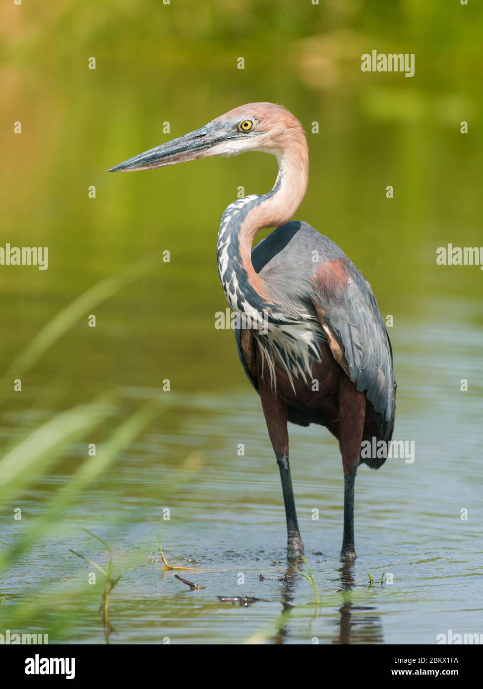 Goliath Heron, Ardea goliath, parc national de Murchison Falls, Ouganda Banque D'Images