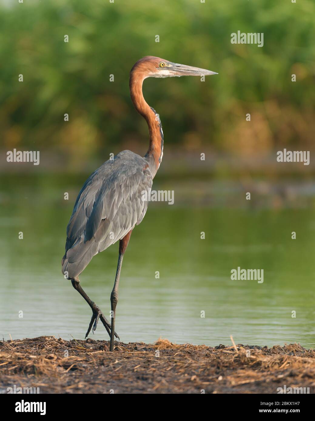 Goliath Heron, Ardea goliath, parc national de Murchison Falls, Ouganda Banque D'Images