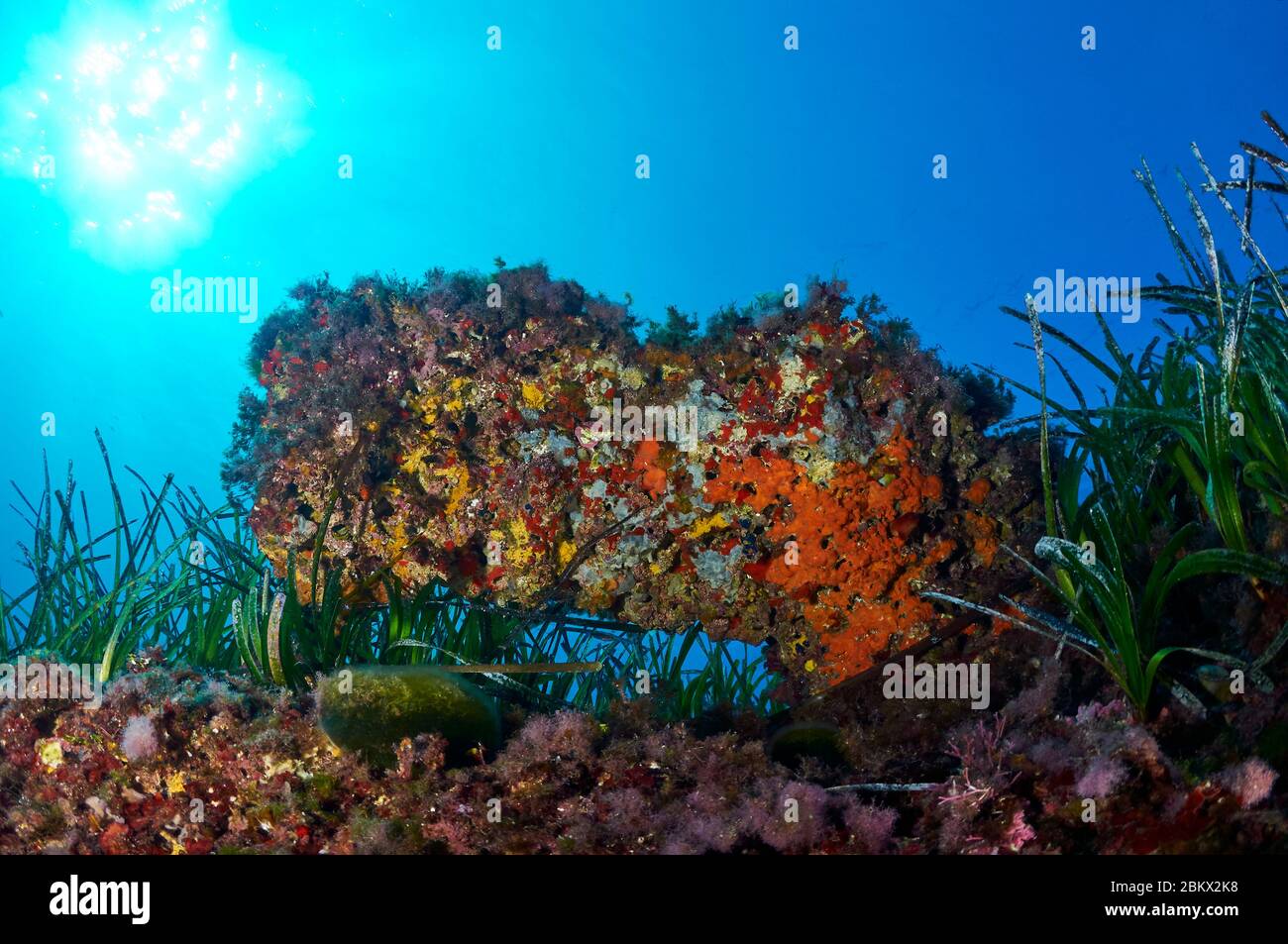 Récif avec vie marine enrouille au milieu du pré neptune (Posidonia oceanica) dans le Parc naturel de ses Salines (Formentera, mer Méditerranée, Espagne) Banque D'Images