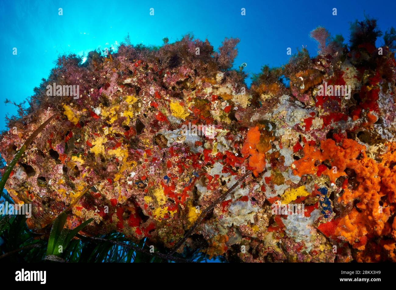 Vie marine encriante, y compris coraux, éponges et algues dans un surplomb dans le parc naturel de ses Salines (Formentera, Pityuses, mer Méditerranée, Espagne) Banque D'Images