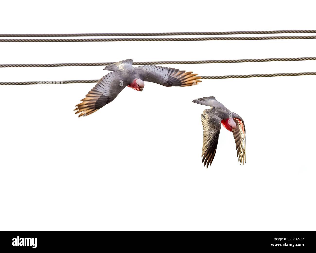 Galahs en descendant des fils électriques Banque D'Images