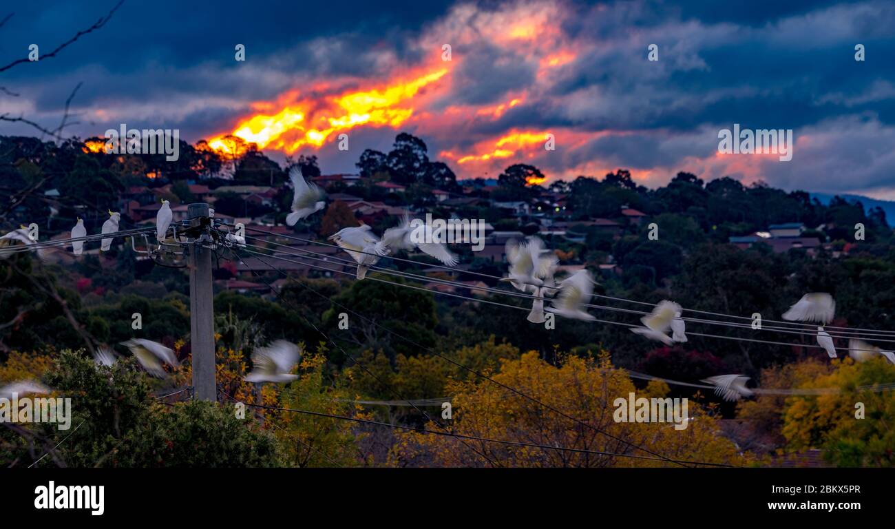 Cockatoos à soufre Crested perchés sur des câbles électriques avec un coucher de soleil enflammé derrière eux. Canberra, Australie Banque D'Images