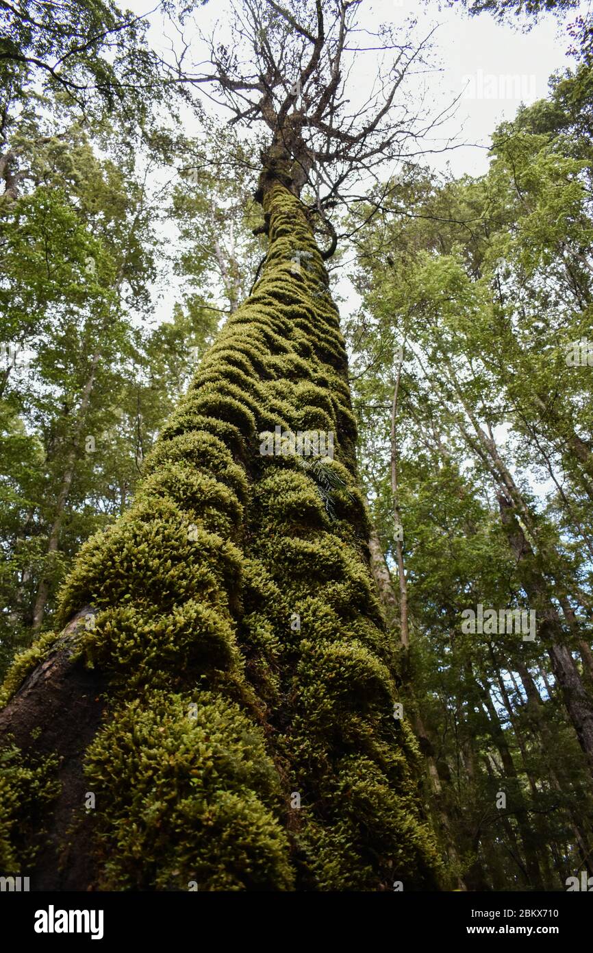 Arbre géant Banque D'Images