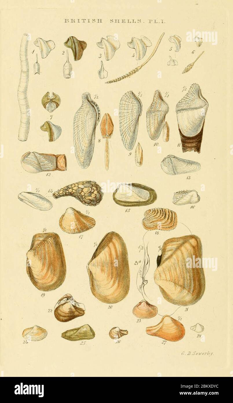 Index illustré de la plaque britannique Shells 01. Banque D'Images