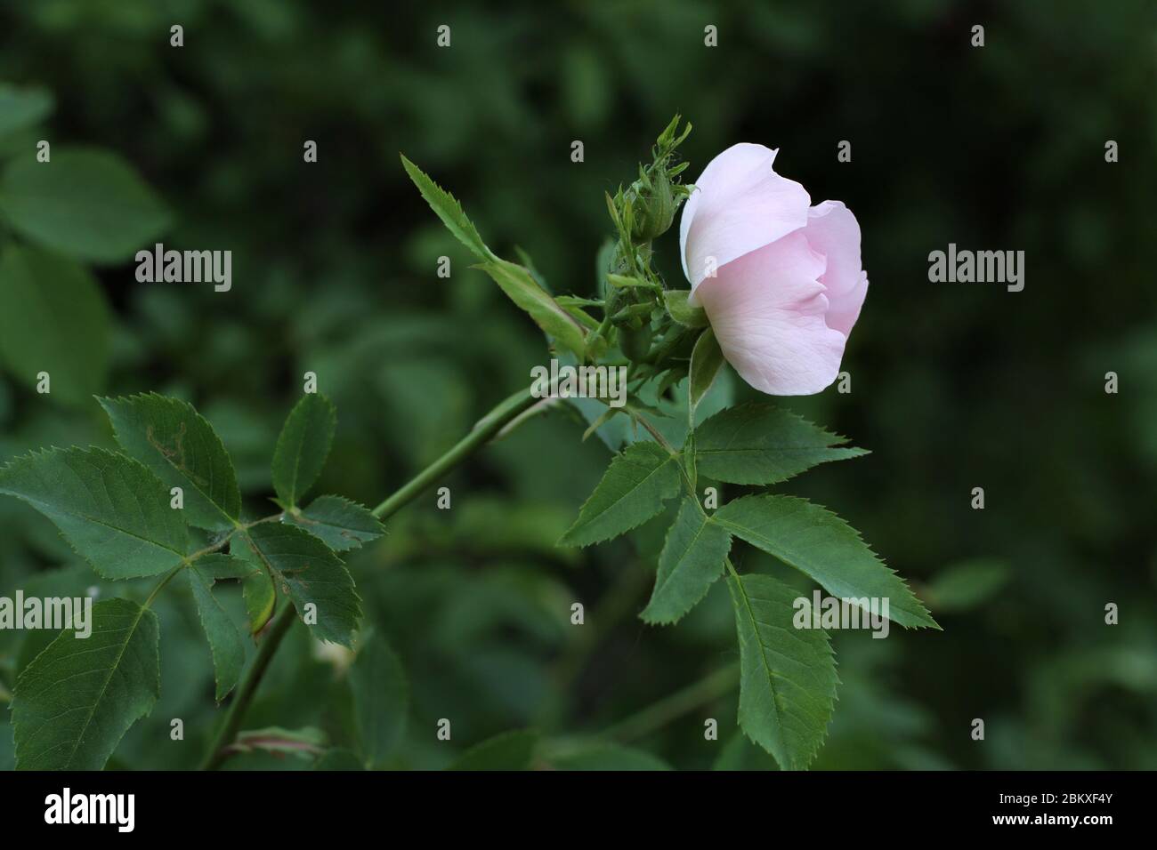 Fleur rose sauvage sur fond de parc Banque D'Images