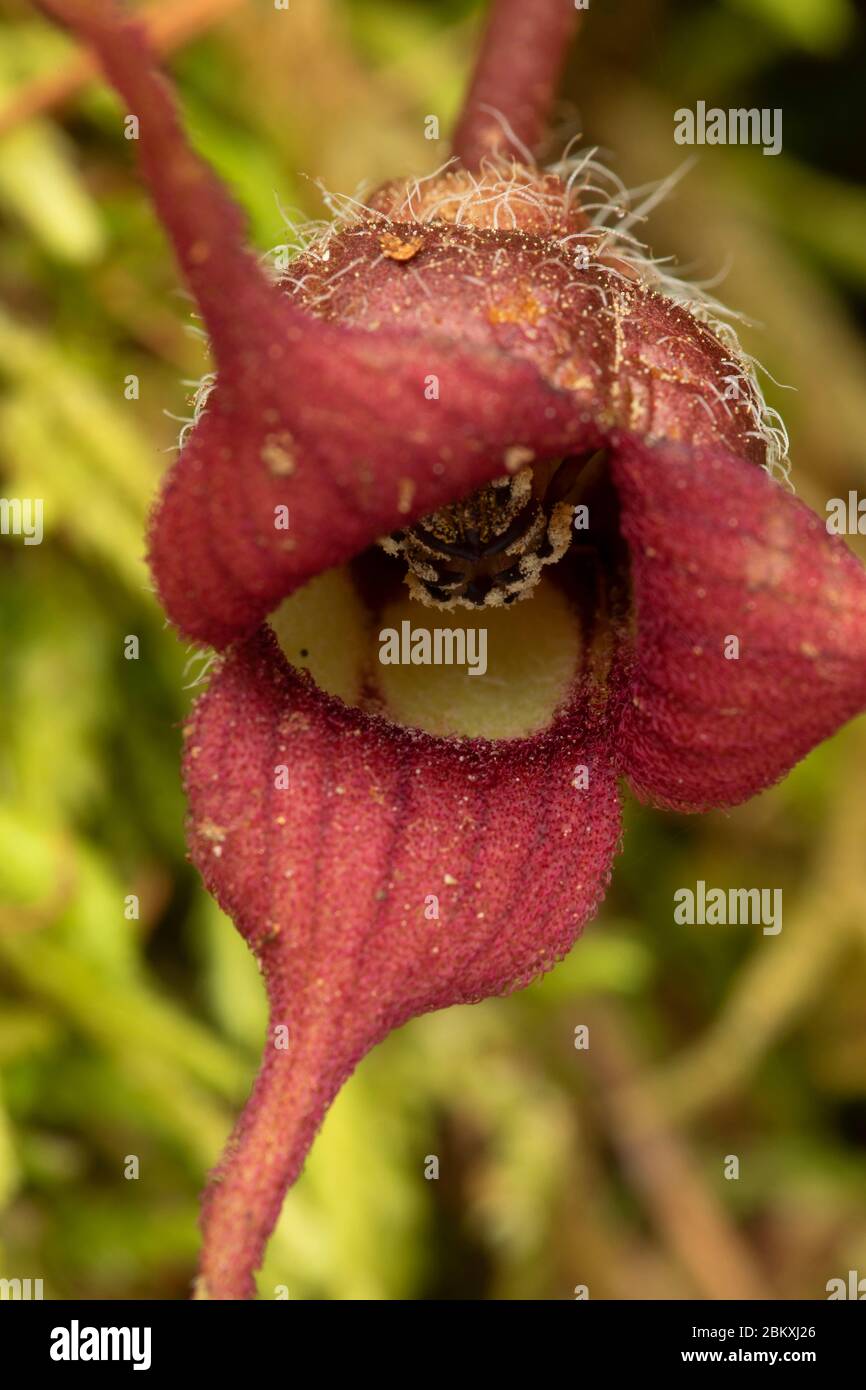 Fleur de gingembre à queue longue (Asarum caudatum), parc du comté de McDowell Creek Falls, comté de Linn, Oregon Banque D'Images