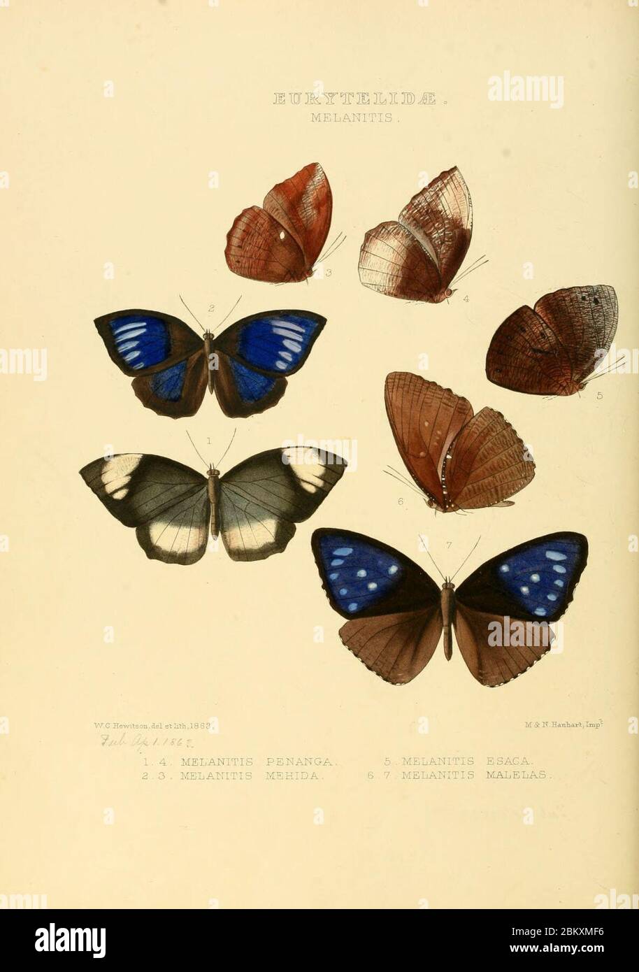 Illustrations de nouvelles espèces de papillons exotiques Melanitis. Banque D'Images