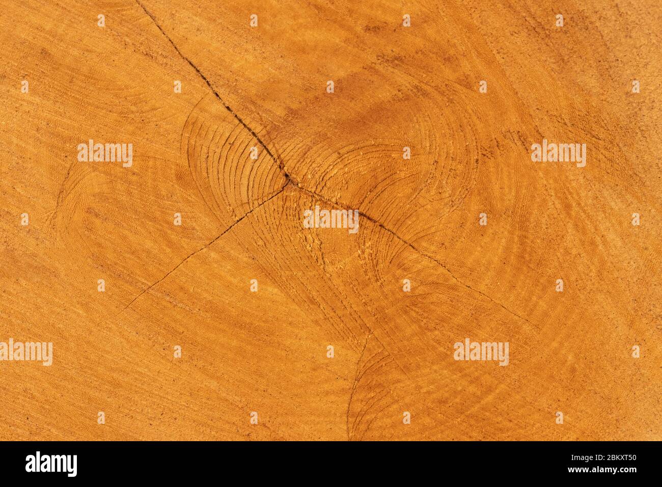 Texture de l'arbre, motif en bois découpé à l'intérieur du tronc de l'arbre. Banque D'Images