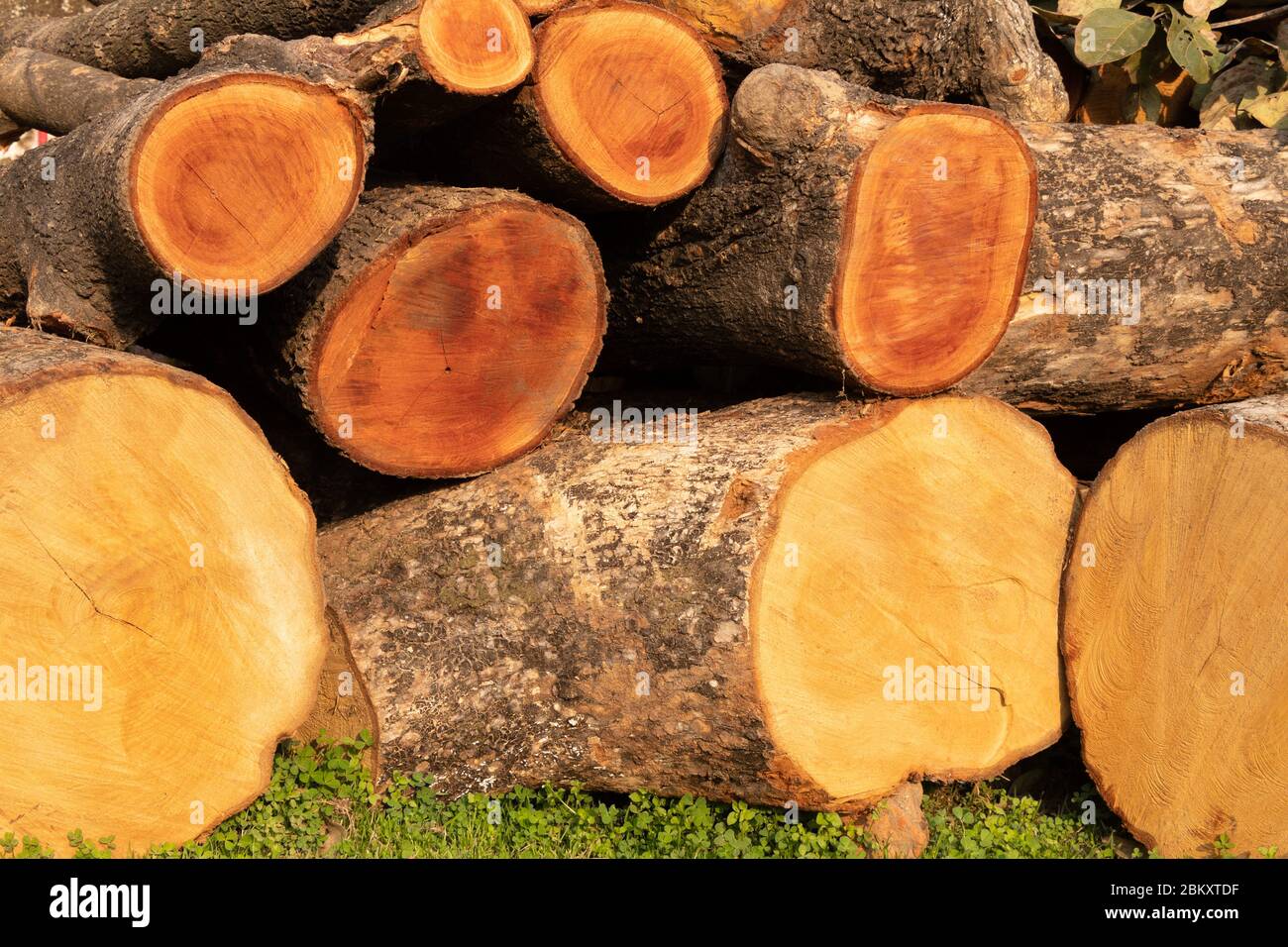 Texture de l'arbre, motif en bois découpé à l'intérieur du tronc de l'arbre. Banque D'Images