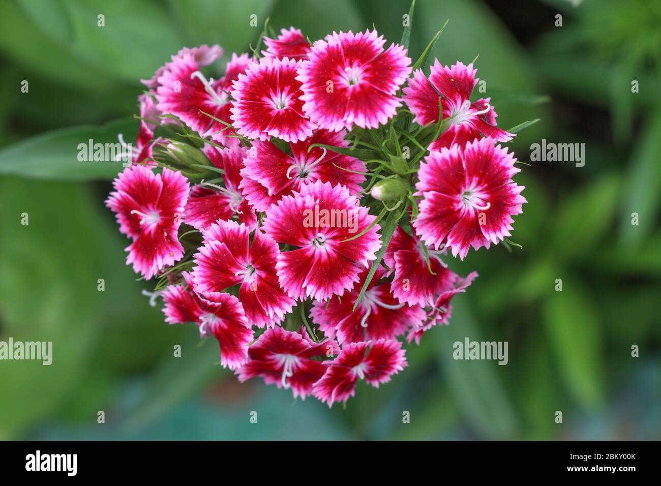 Dianthus barbatus, plante de fleur douce de william qui fleurit sur fond vert flou Banque D'Images