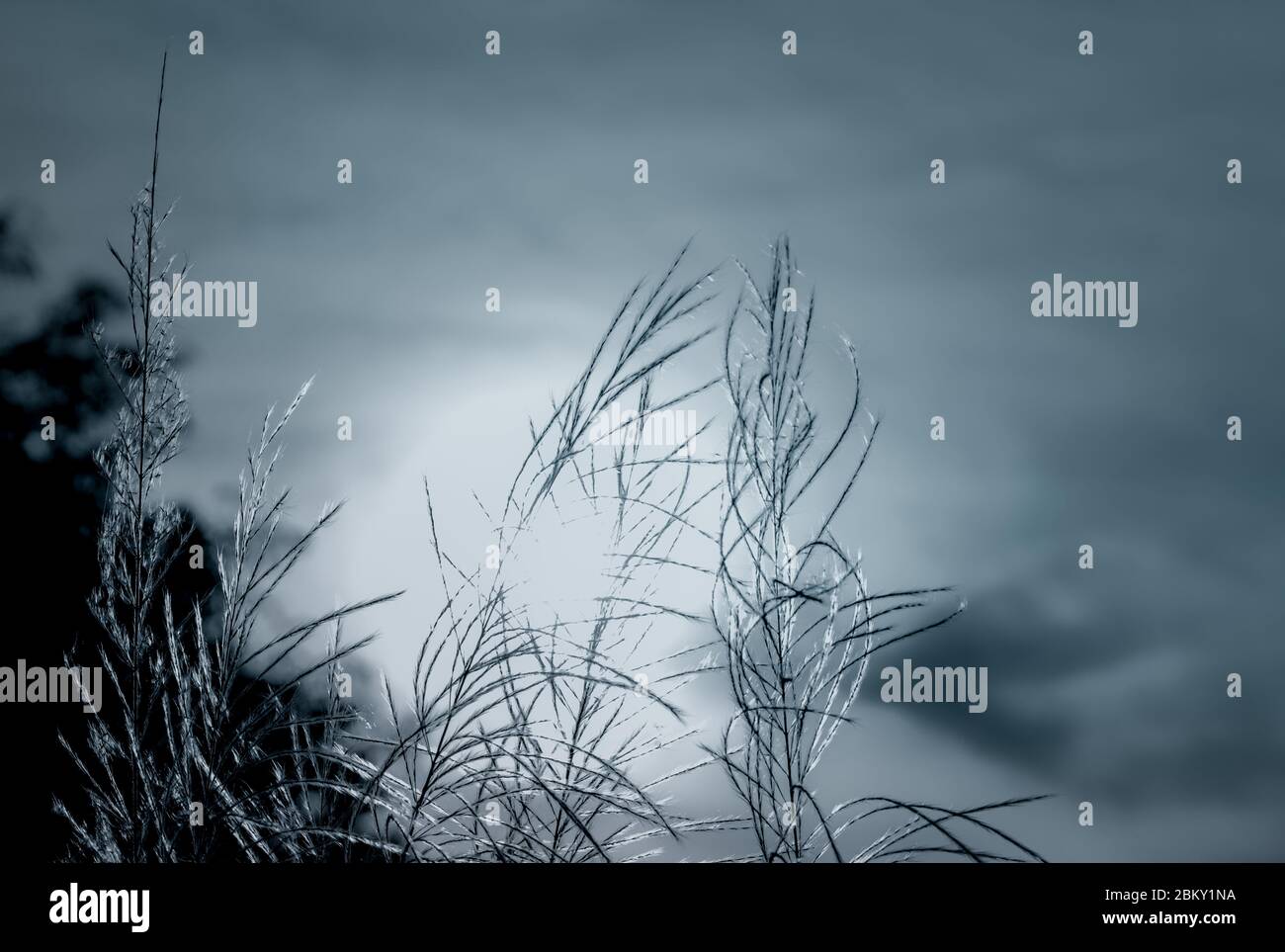 Scene Noire Et Blanche De Fleur D Herbe Avec Ciel Sombre Et Lumiere Du Soleil Un Arriere Plan Reveur Pour Le Triste Mort Desespere Et Desespere Mort Et Arriere Plan Triste Photo Stock Alamy Scene Noire Et Blanche De Fleur D Herbe Avec Ciel Sombre Et Lumiere Du Soleil Un Arriere Plan Reveur Pour Le Triste Mort Desespere Et Desespere Mort Et Arriere Plan Triste Photo Stock Alamy