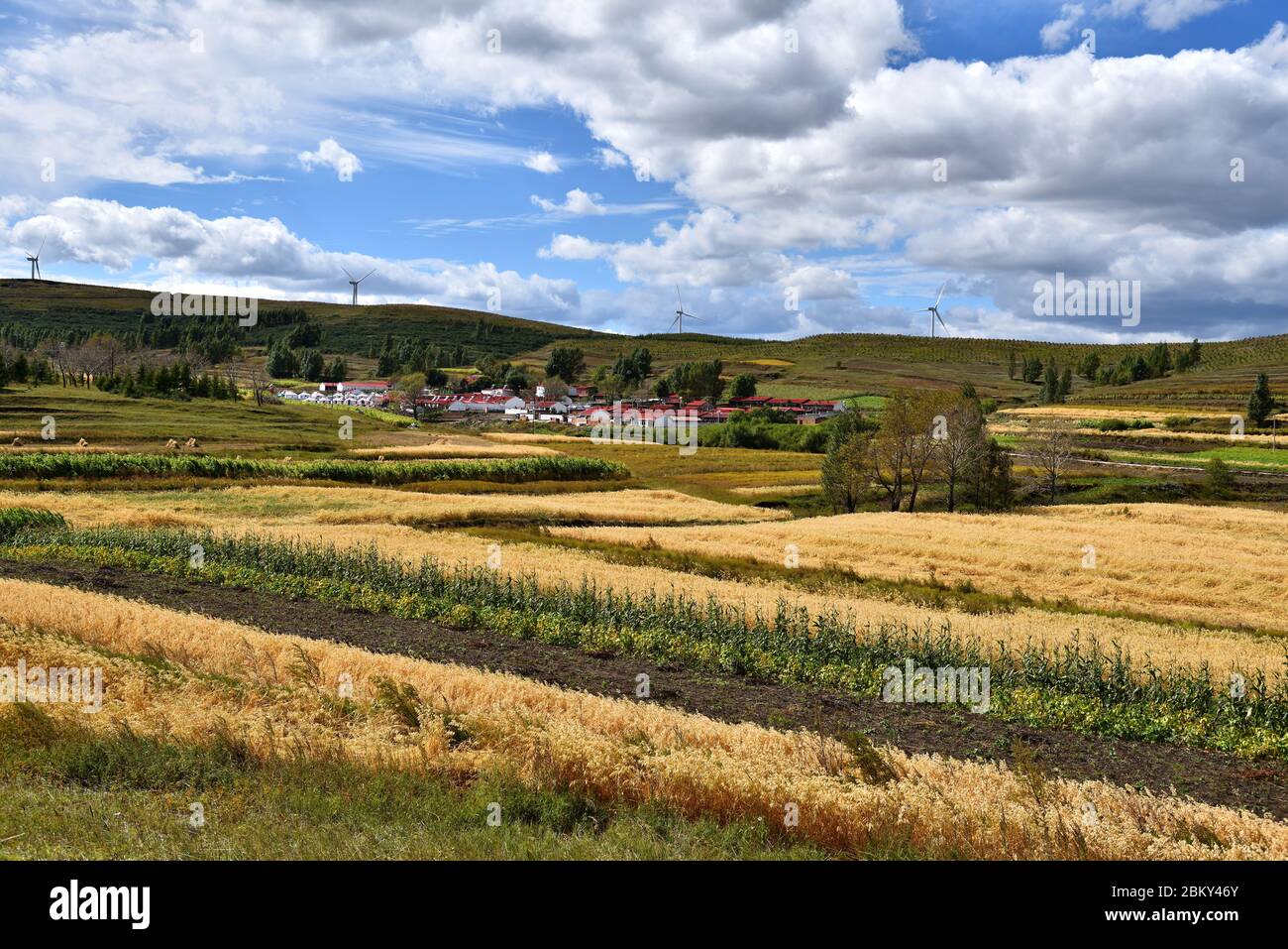Herbage de la Mongolie intérieure de Chine Banque D'Images