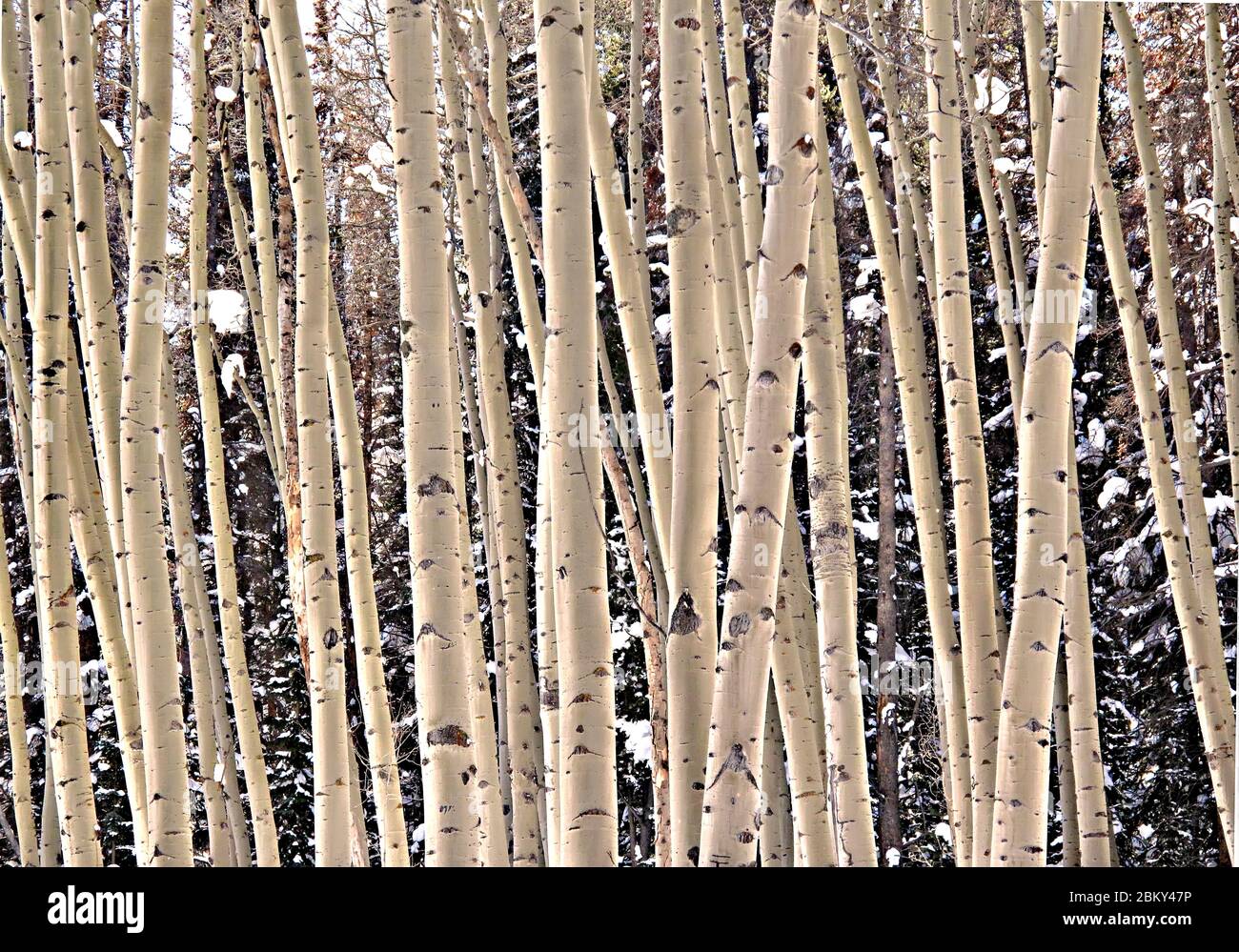 Aspen Trees hiver Vail, Colorado, Etats-Unis Banque D'Images