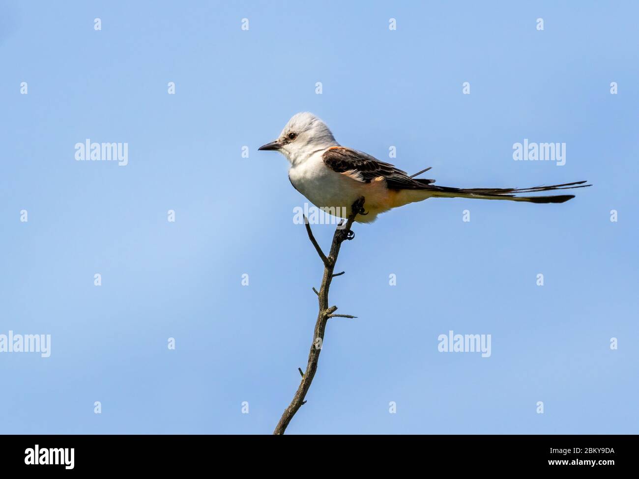 Le flycatcher à queue ciselée (Tyrannus forficatus) sur fond bleu, Texas Banque D'Images