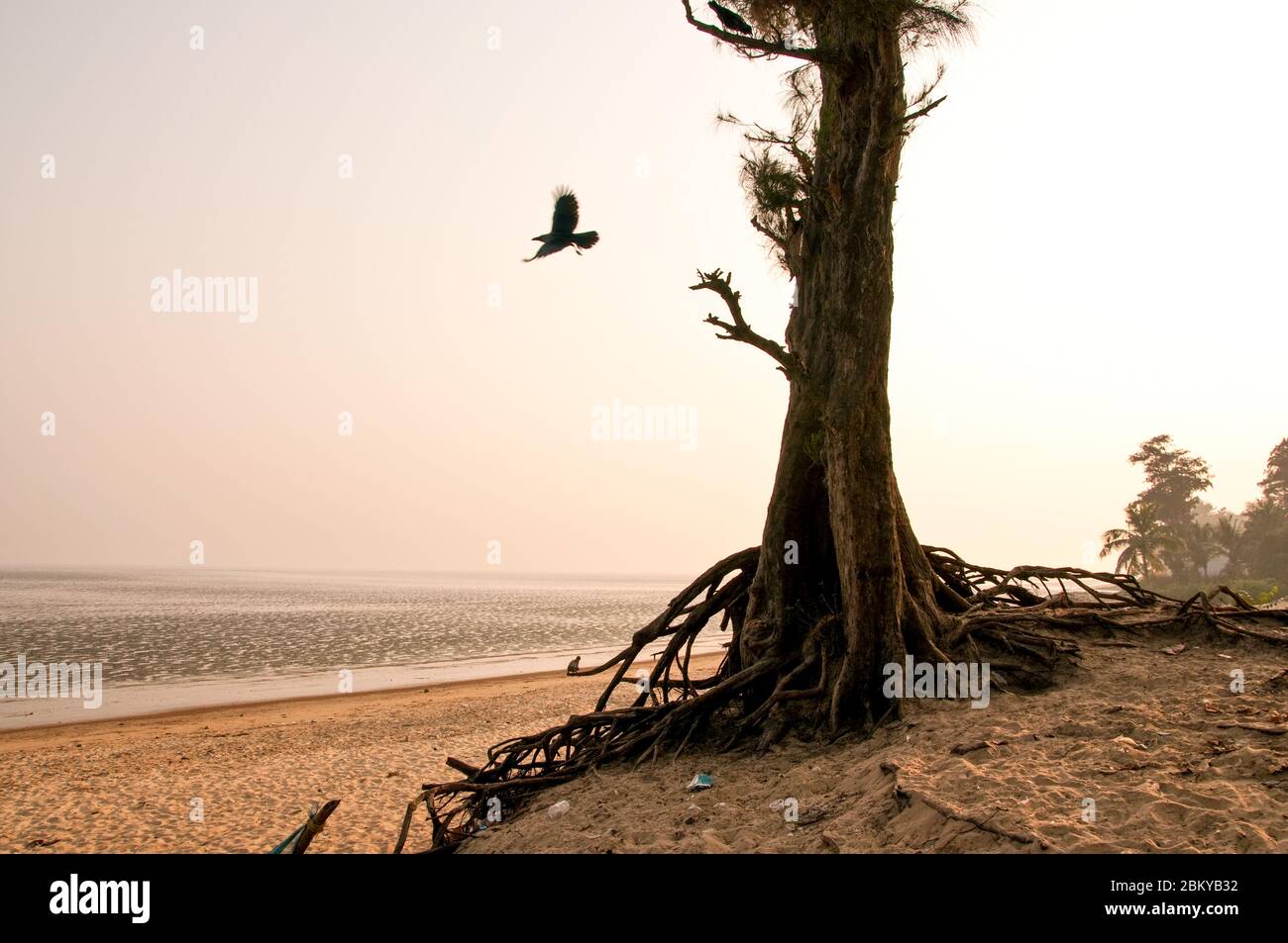 Belle scène de plage de mer avec arbre et oiseau volant au premier plan à Chandipur, Orissa, Inde. Banque D'Images