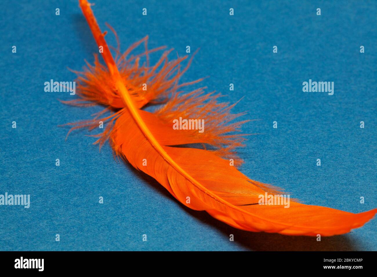 Une plume de poulet orange pour Pâques sur fond bleu Banque D'Images