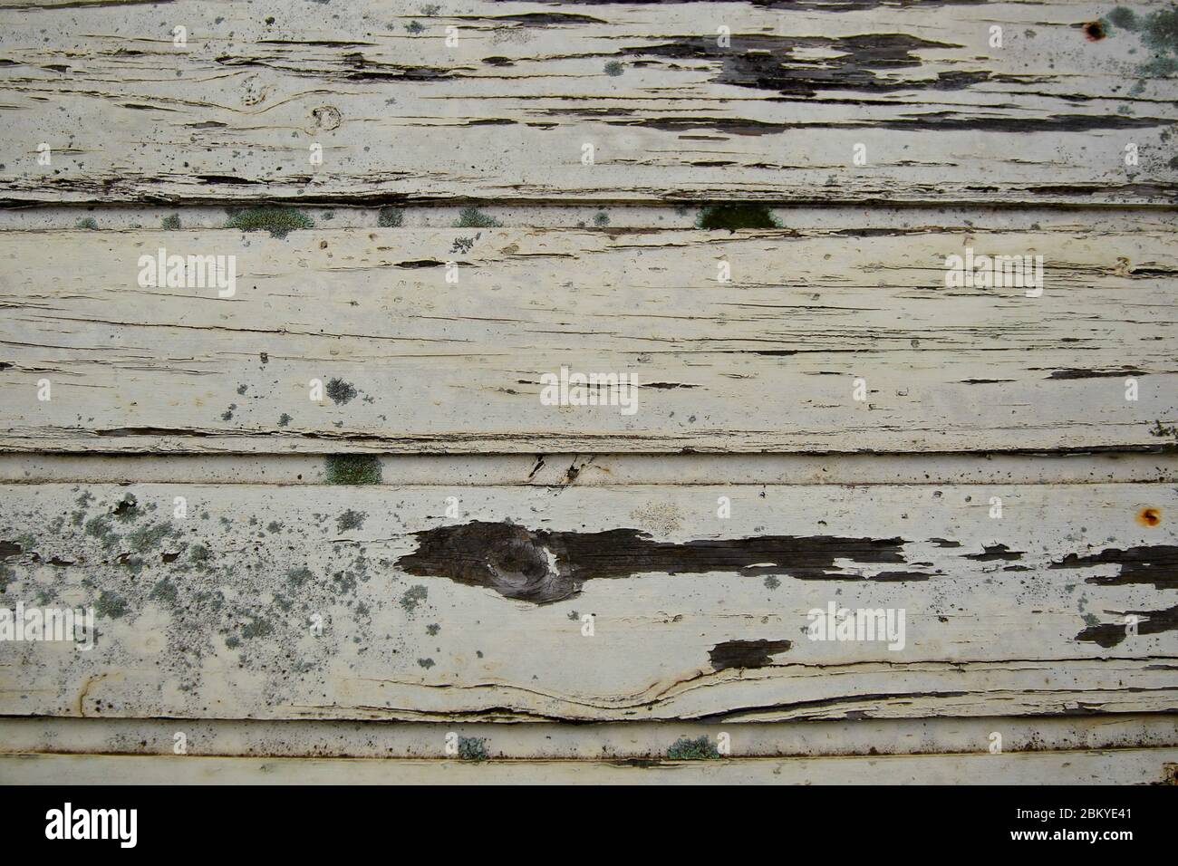 Lichen (Lecanora muralis) croissant sur bois d'œuvre. Banque D'Images