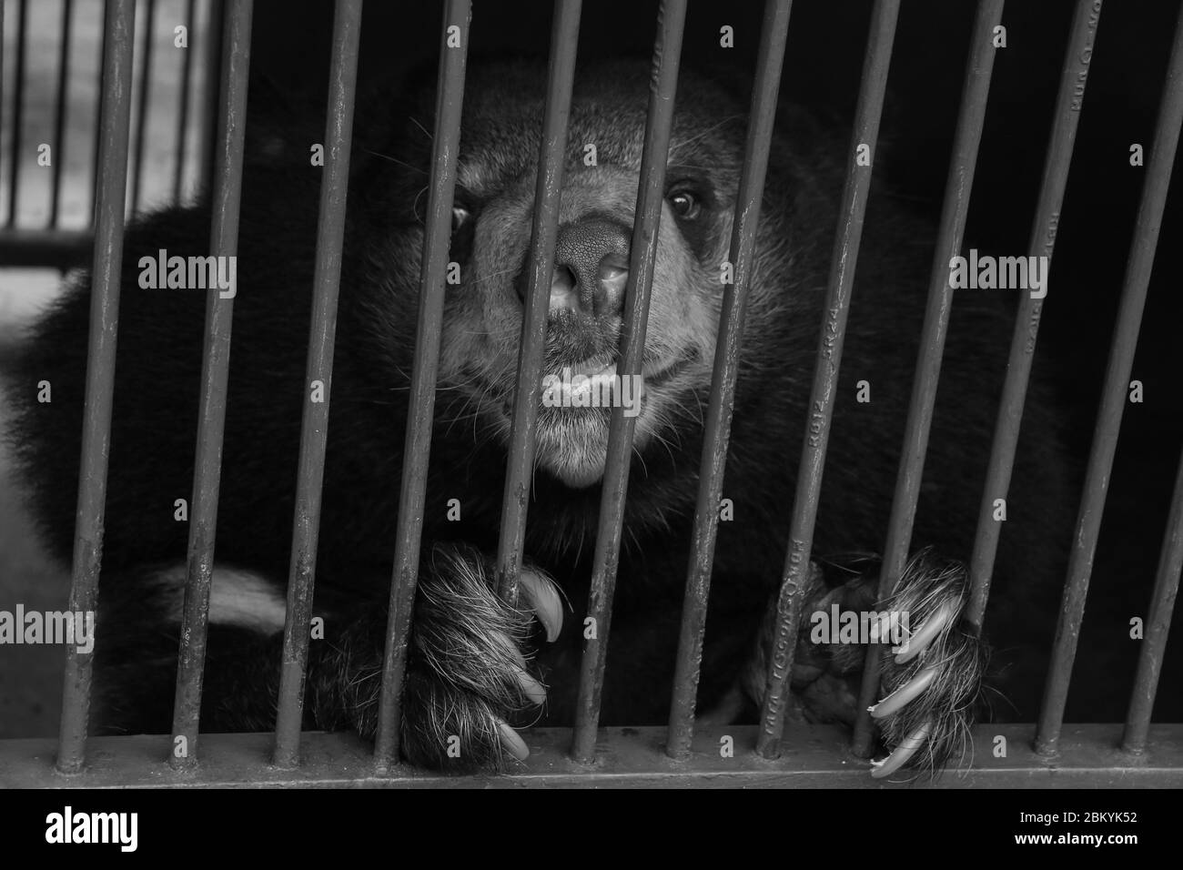 l'ours du soleil malayun est une espèce dangereuse dans la forêt, en thaïlande et il a des cheveux noirs, en u. Banque D'Images