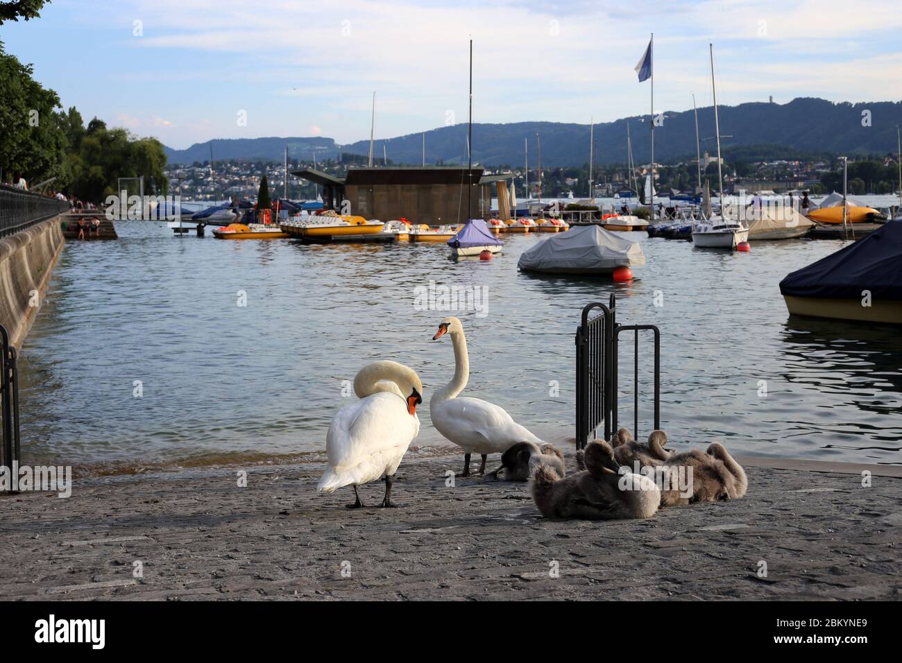 Famille Swan photographiée pendant une soirée ensoleillée à Zurich Suisse, juillet 2018. Il y a deux cygnes adultes, plusieurs cygnes pour bébés, des bateaux, de l'eau de rivière. Banque D'Images