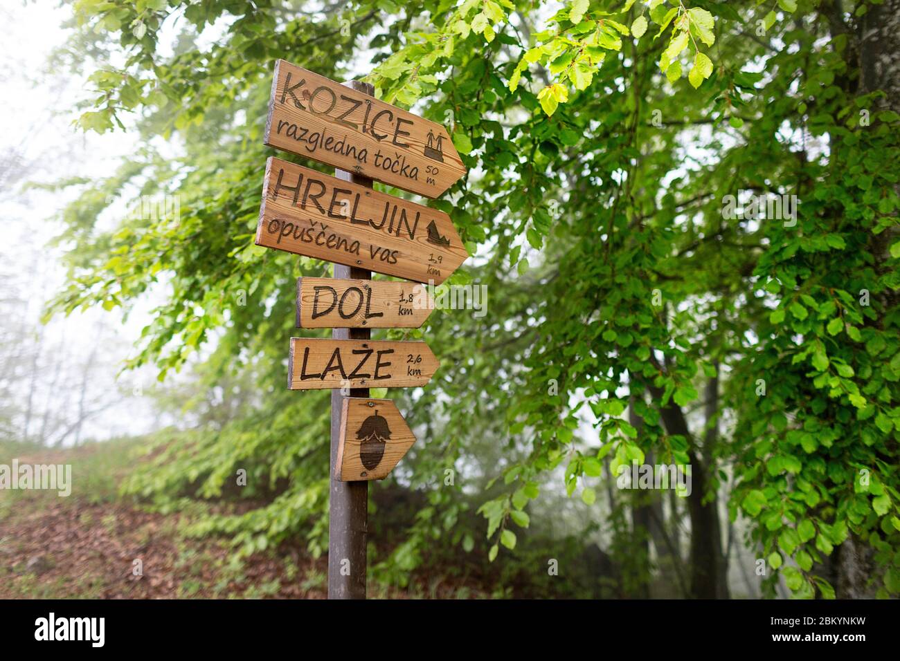 Un sentier en bois indique le chemin vers les sentiers de randonnée dans une forêt luxuriante au printemps Banque D'Images