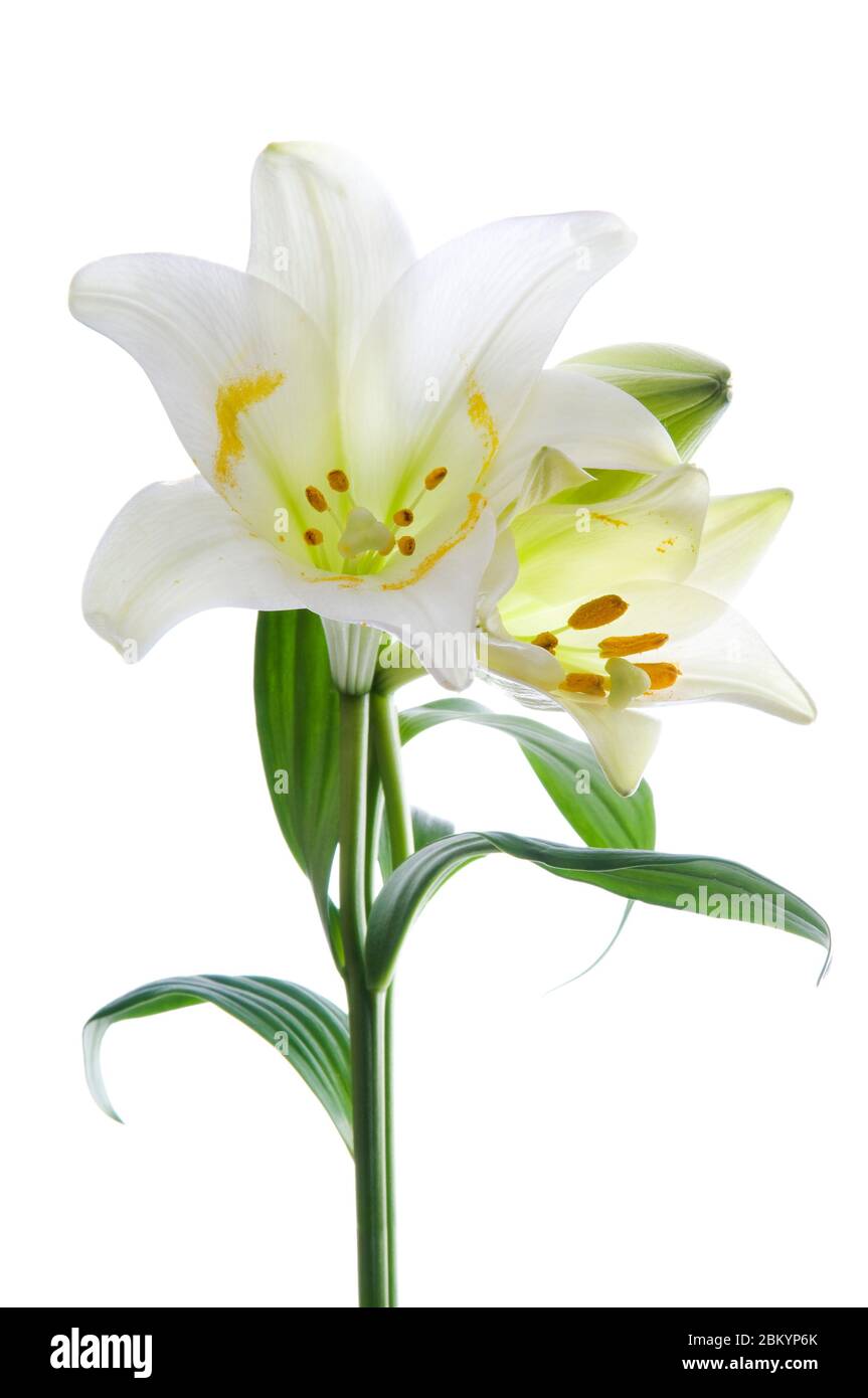 De belles fleurs de nénuphars sur blanc. Fleur blanche de pâques de luxe avec  longue tige verte isolée sur fond blanc. Prise de vue en studio Photo Stock  - Alamy