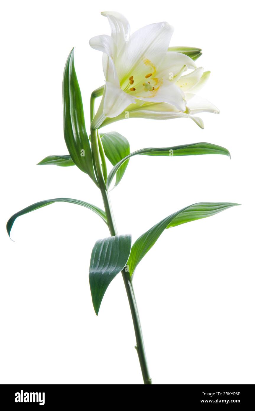 De belles fleurs de nénuphars sur blanc. Fleur blanche de pâques de luxe avec  longue tige verte isolée sur fond blanc. Prise de vue en studio Photo Stock  - Alamy