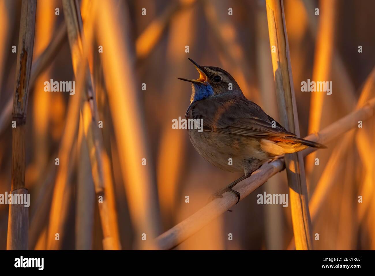 Bluethroat - Cyanecula svecica, magnifique oiseau timide coloré provenant de roseaux européens et des rives d'eau douce, Morava, République tchèque. Banque D'Images