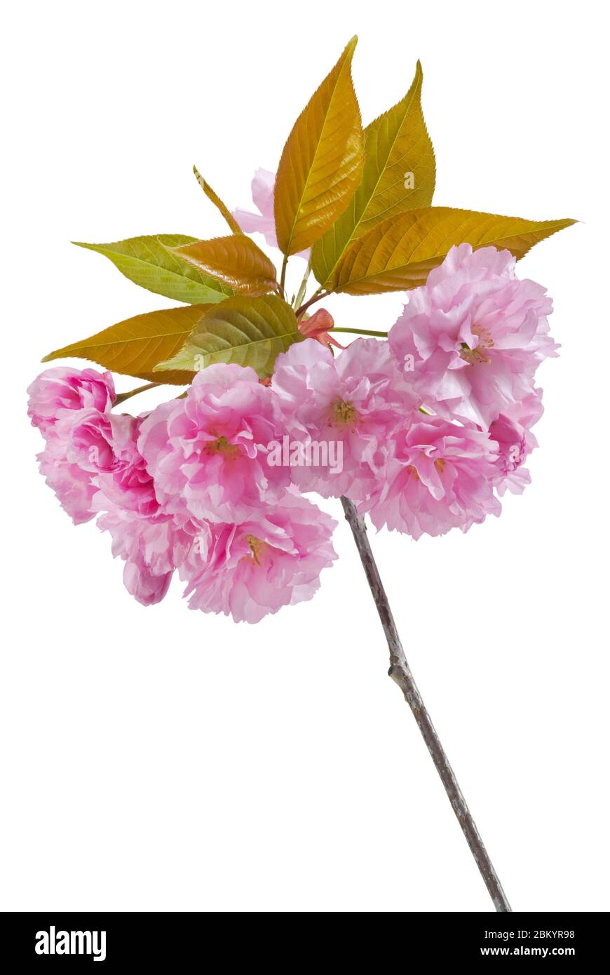 Rose de luxe branche de cerisier sur blanc. Studio de fleurs de cerisier rose avec branches et feuilles vertes isolées sur fond blanc. Banque D'Images