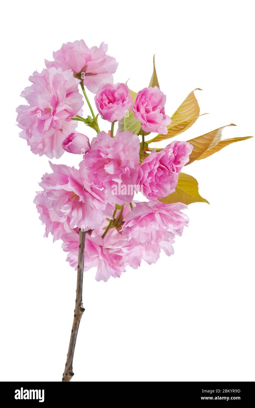 Rose de luxe branche de cerisier sur blanc. Studio de fleurs de cerisier rose avec branches et feuilles vertes isolées sur fond blanc. Banque D'Images