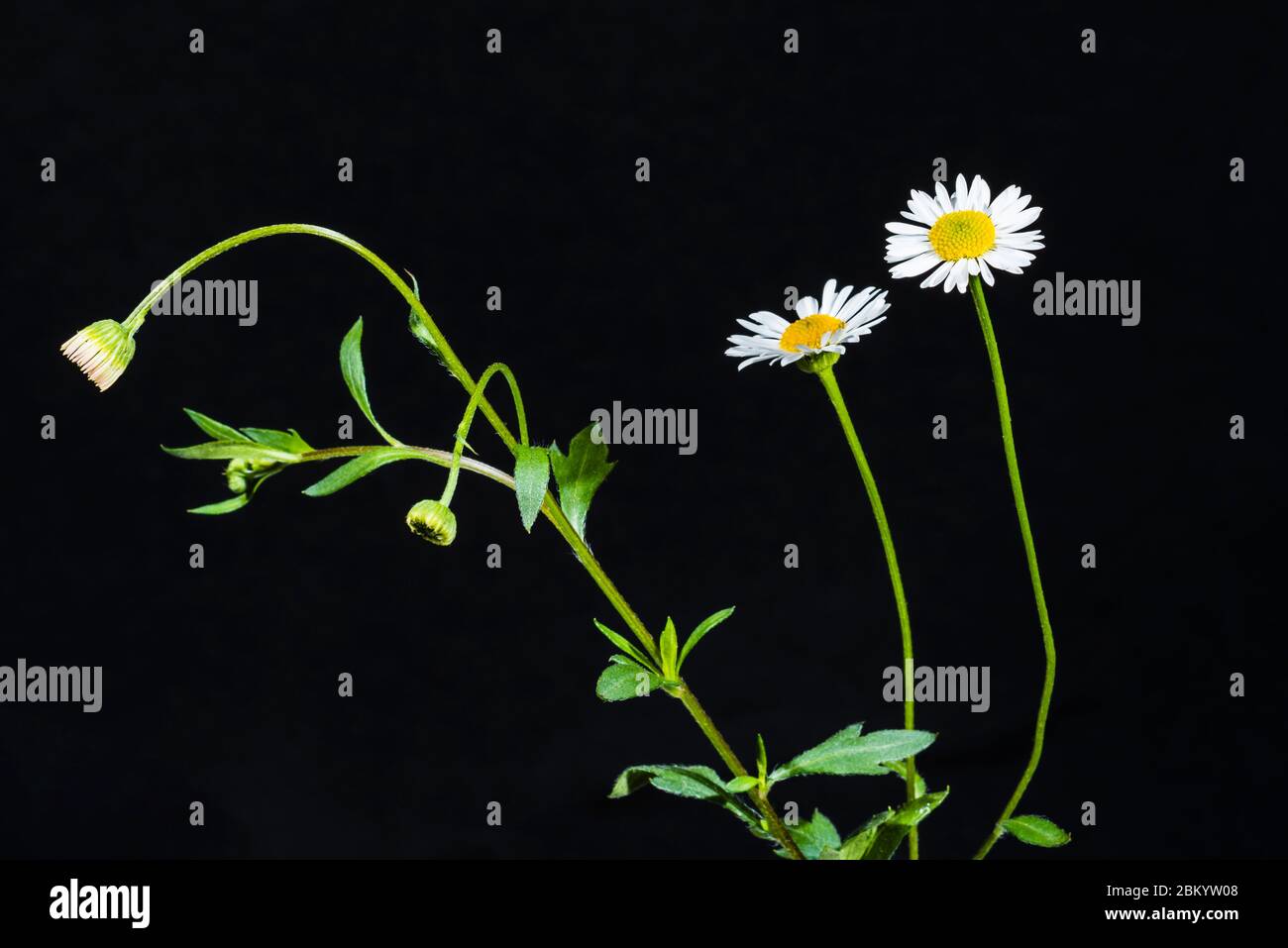 Studio gros plan d'un Erigeron karvinskianus (fleabane mexicaine) à fleurs blanches délicates Banque D'Images