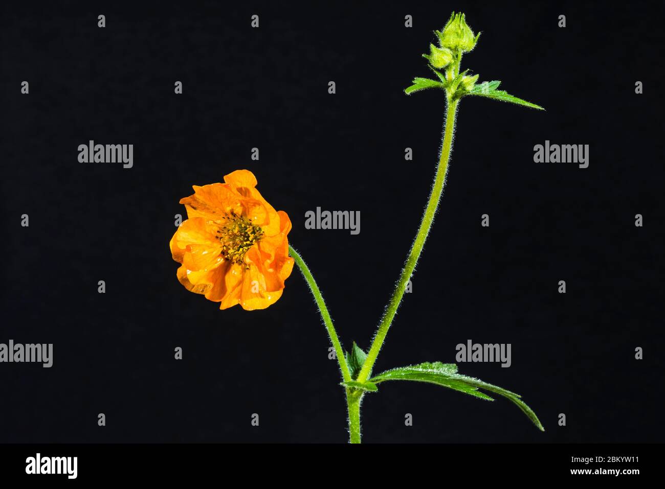 Studio gros plan d'un Geum chilooense 'Mrs J Bradshaw' (Avens) Banque D'Images