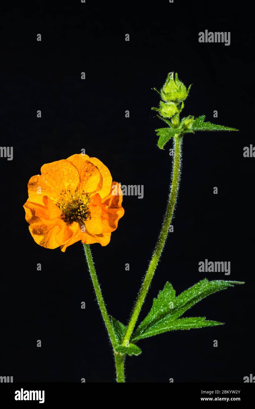 Studio gros plan d'un Geum chilooense 'Mrs J Bradshaw' (Avens) Banque D'Images