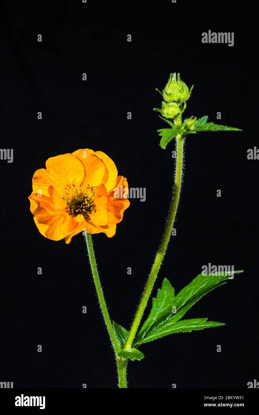 Studio gros plan d'un Geum chilooense 'Mrs J Bradshaw' (Avens) Banque D'Images