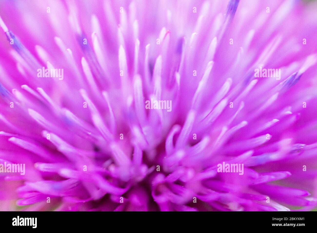 Texture d'une fleur rose. Peut être utilisé comme arrière-plan. Mise au point douce. Banque D'Images