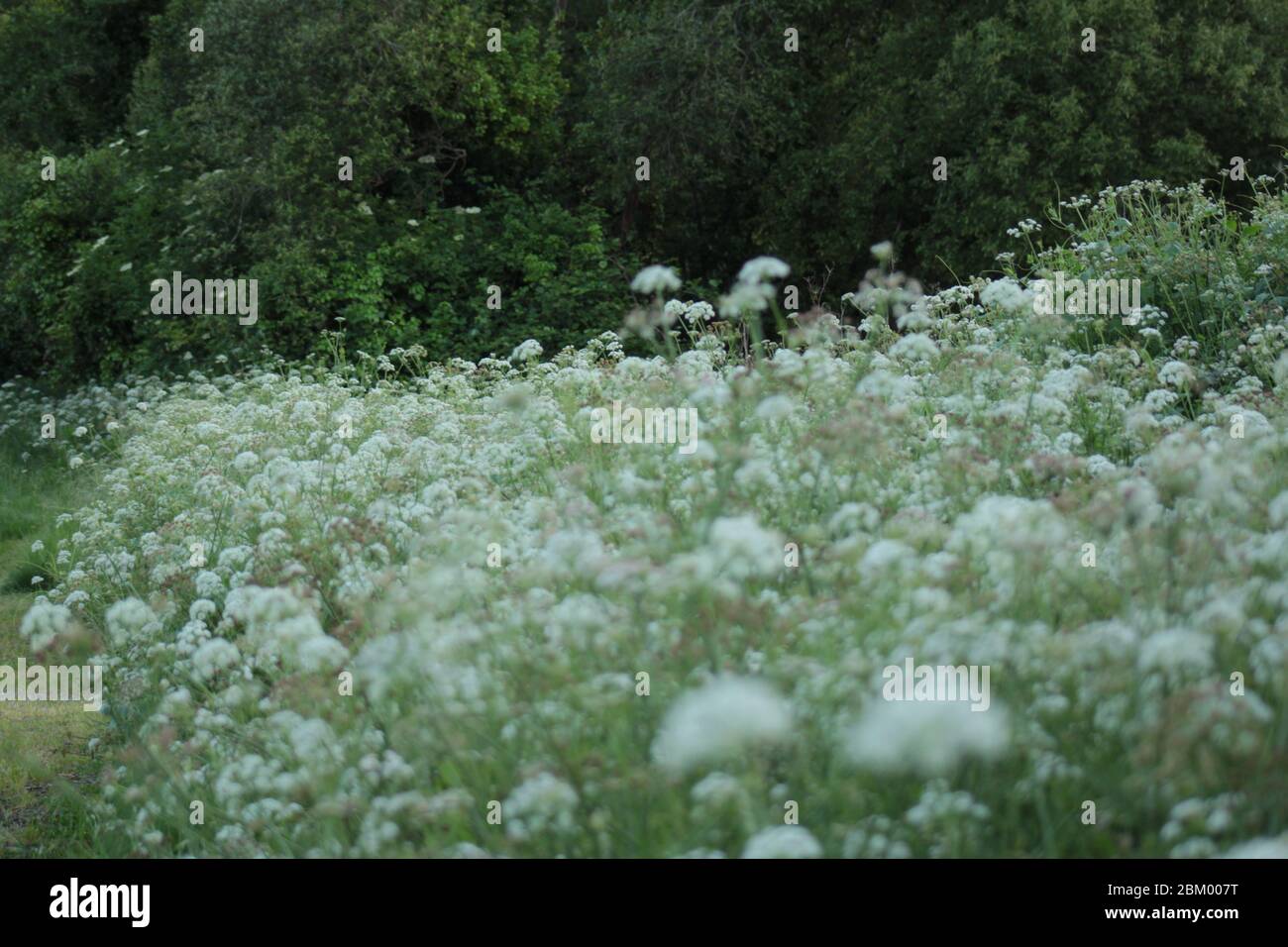 Campo en primavera Banque D'Images