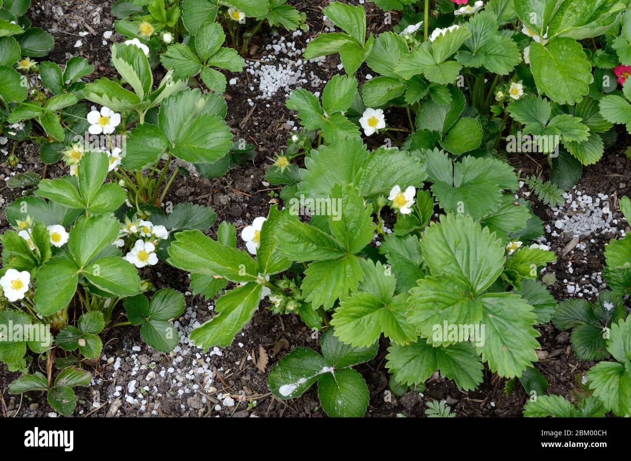 Engrais calcifié aux algues sur un lit de fraise biologique Banque D'Images