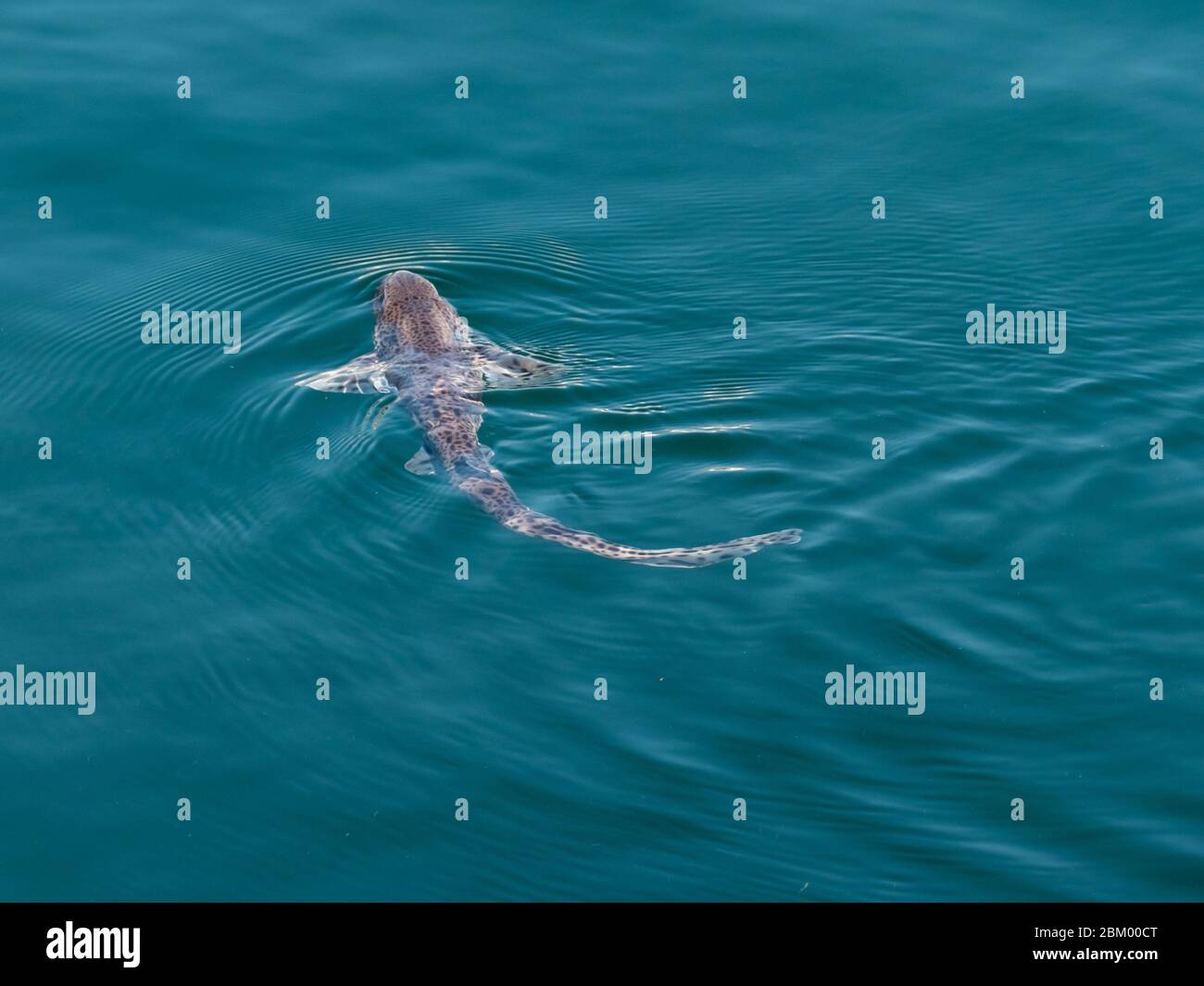 chien de natation poisson-chien poisson nageant à la surface de la mer Banque D'Images