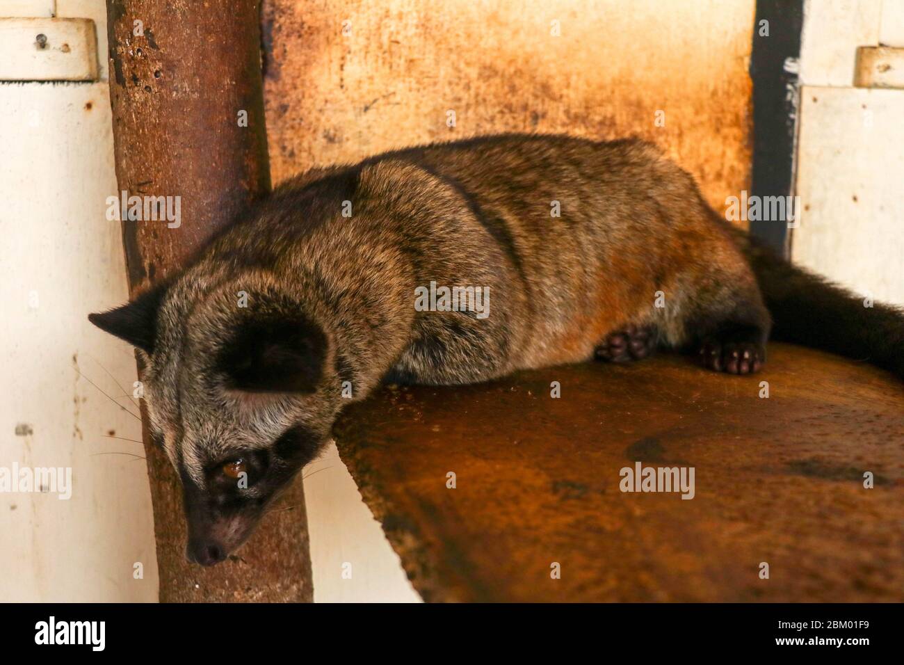Civet de paume masquée femelle brune ou Civet de paume asiatique reposant sur une planche penchée contre un poteau en bois. Le joli Paradoxurus hermaphroditus se trouve dans une ferme Banque D'Images