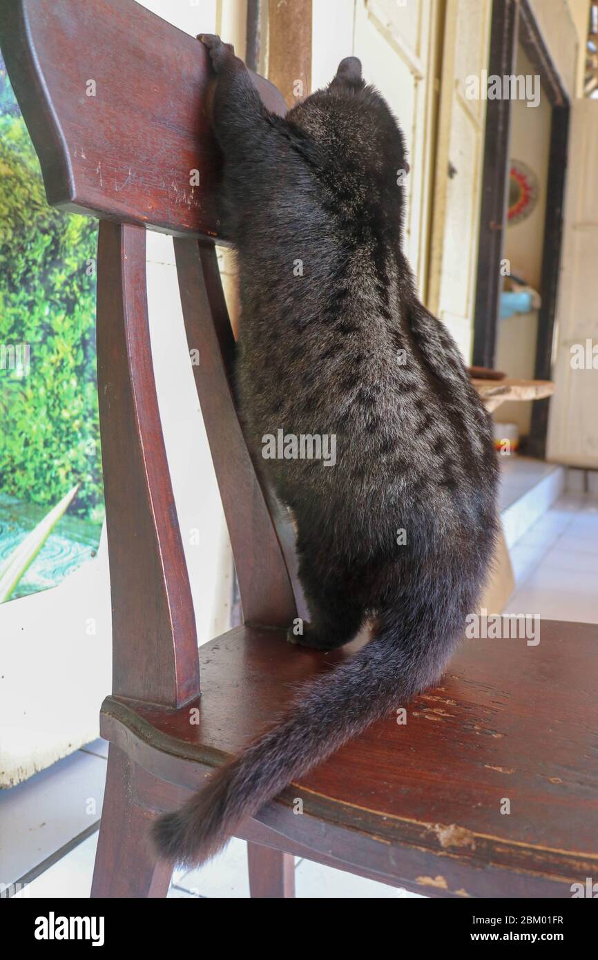 Civet Cat Banque D Image Et Photos Page 2 Alamy