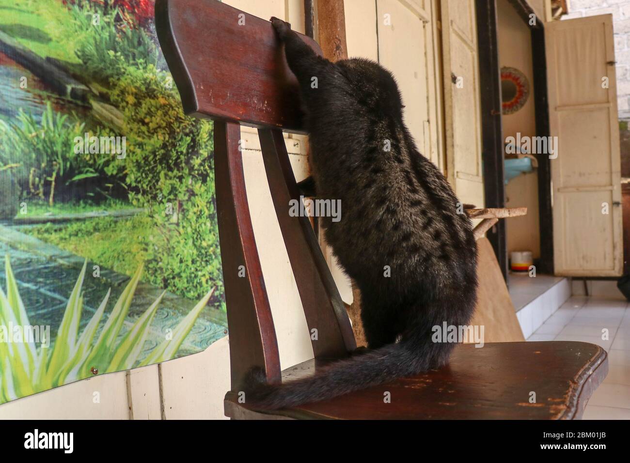 Civet Cat Banque D Image Et Photos Page 2 Alamy