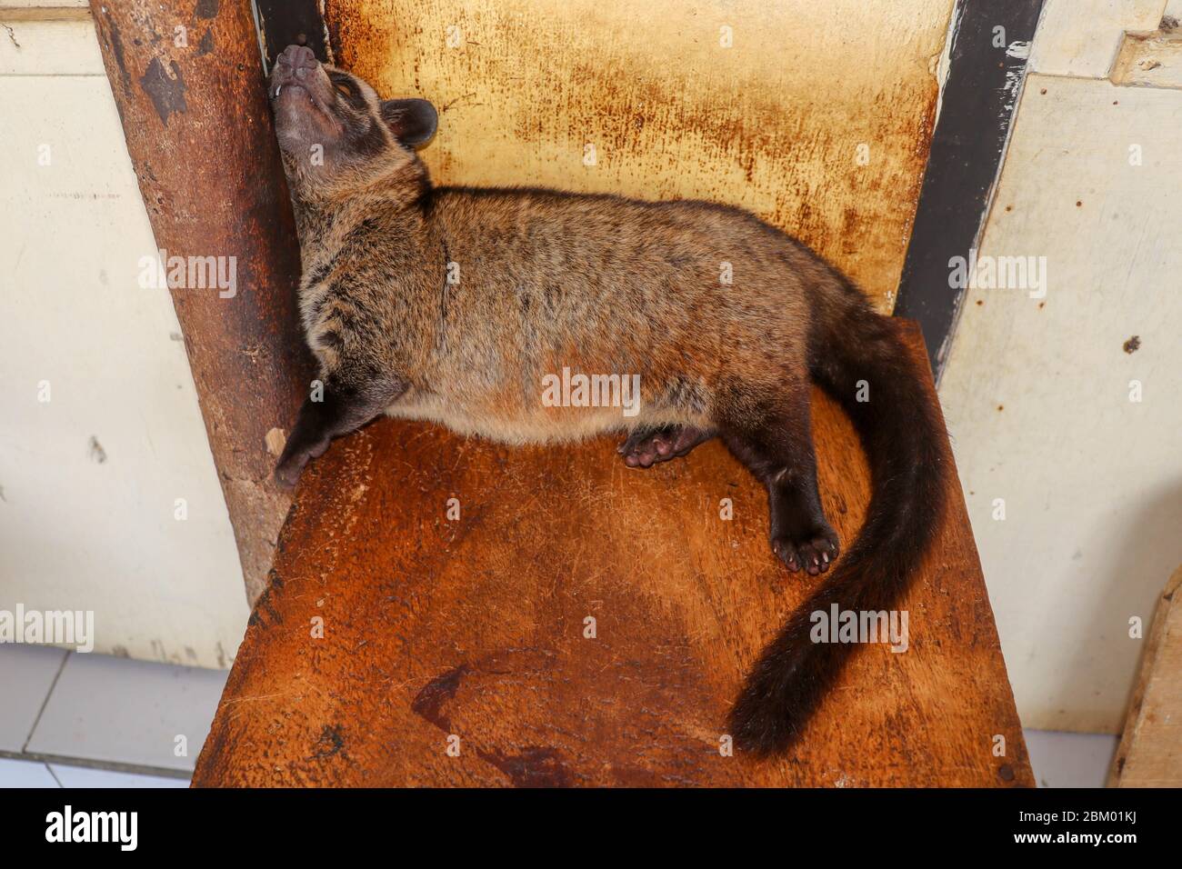 Civet de paume masquée femelle brune ou Civet de paume asiatique reposant sur une planche penchée contre un poteau en bois. Le joli Paradoxurus hermaphroditus se trouve dans une ferme Banque D'Images