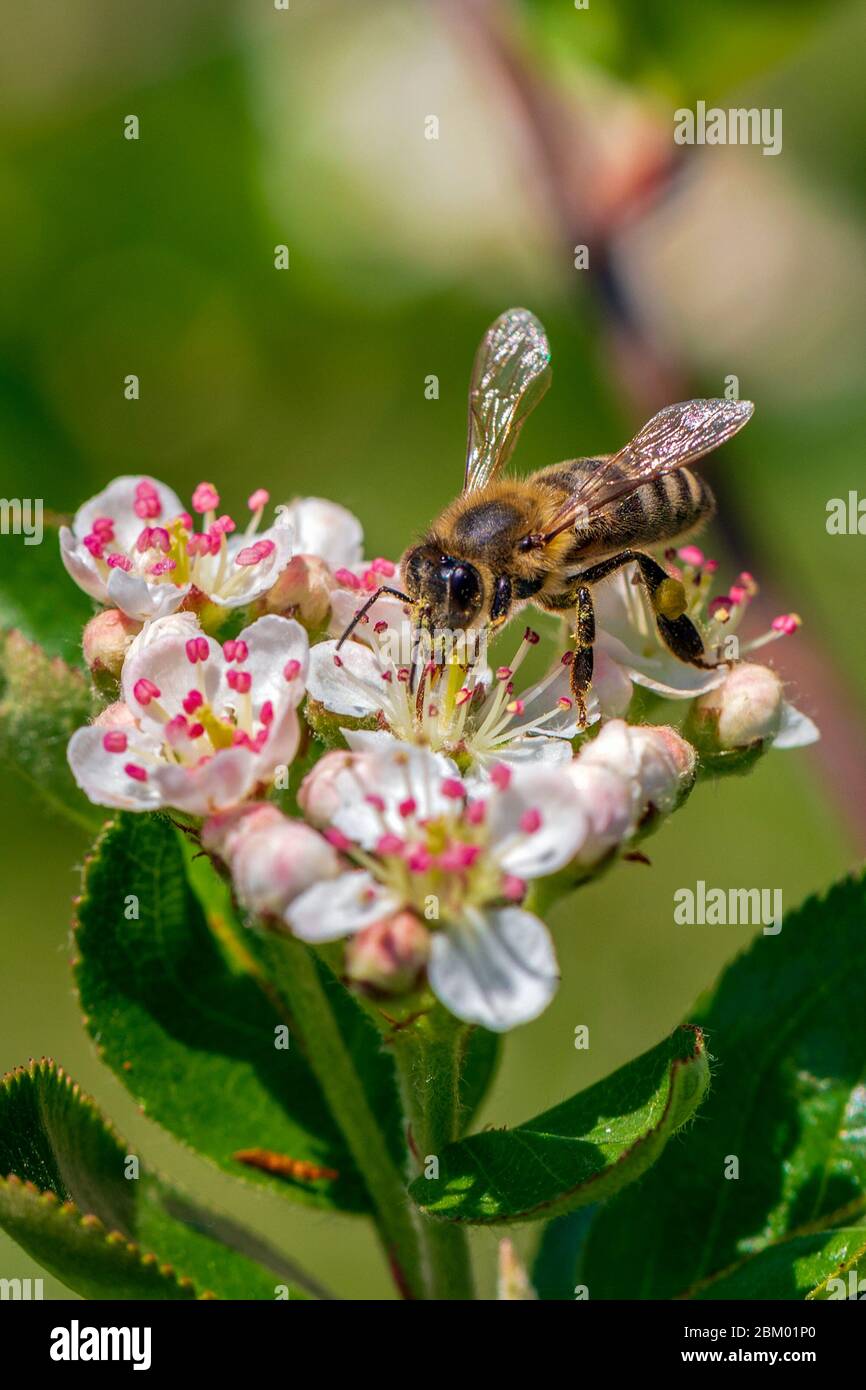 Gros plan sur l'abeille sur une fleur Aronia fleurs au printemps matin. Banque D'Images