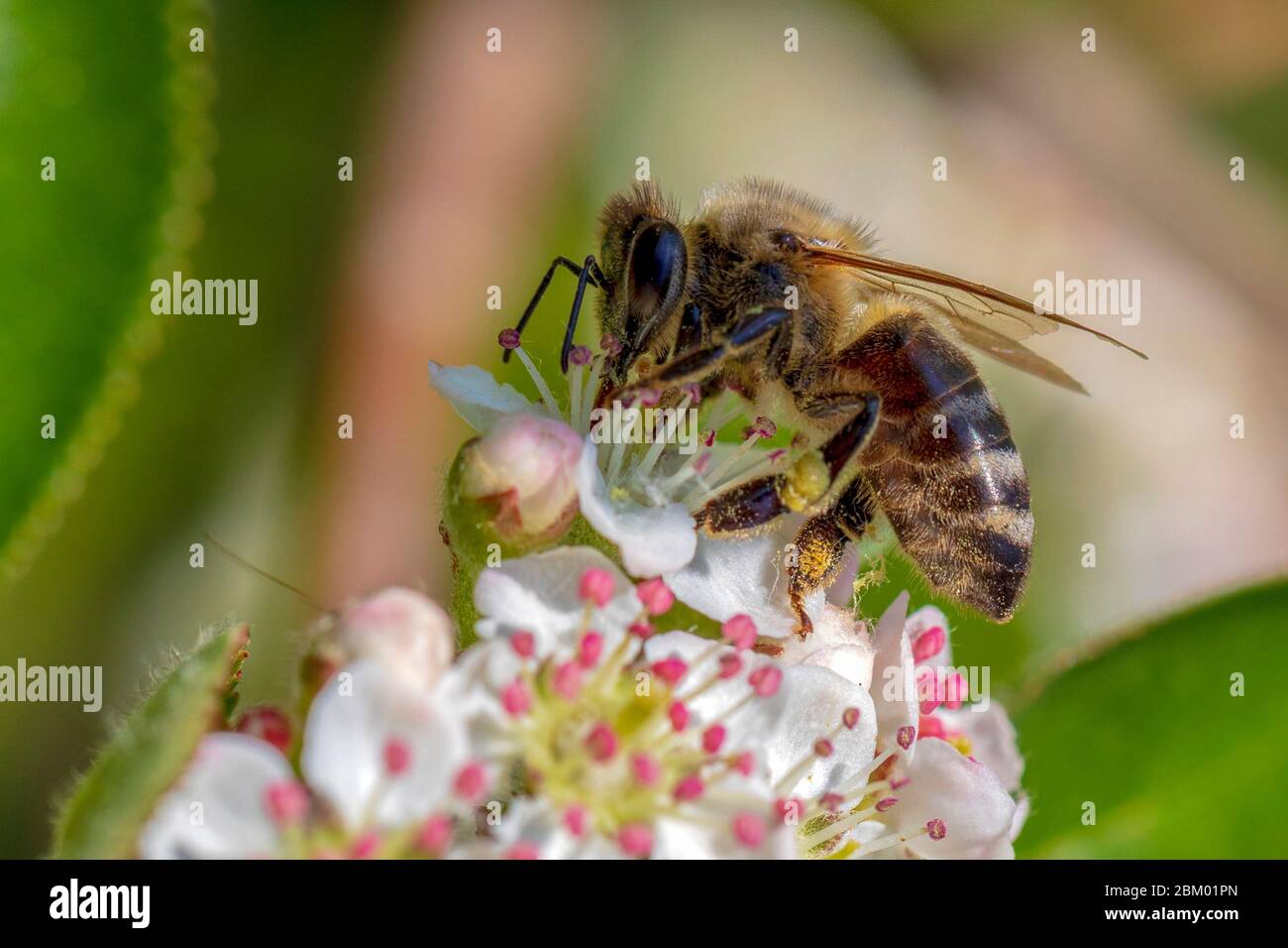 Gros plan sur l'abeille sur une fleur Aronia fleurs au printemps matin. Banque D'Images