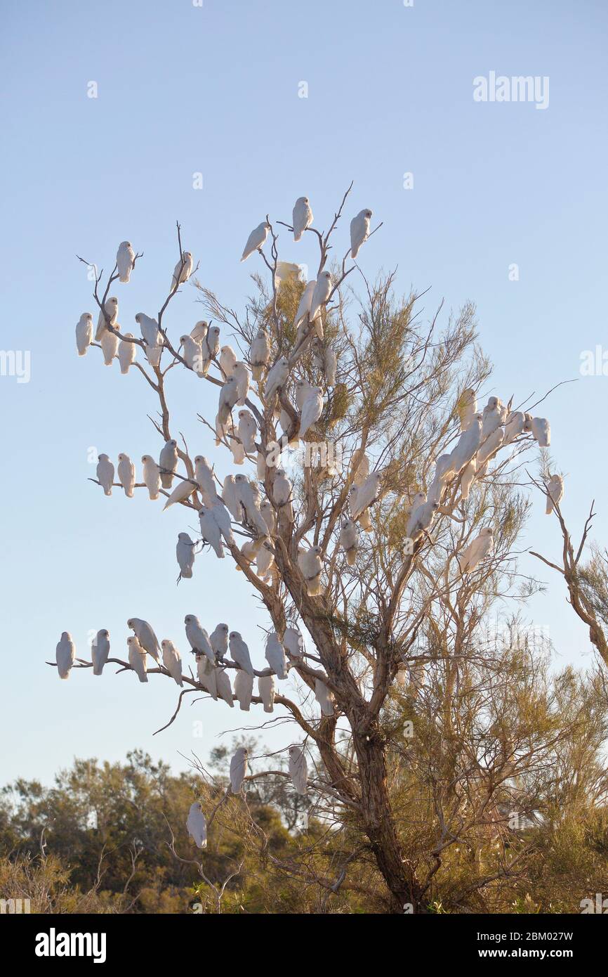 Little Corella (Cacatua sanguinea), Dalhousie Springs, parc national de Witjara, Australie méridionale, Australie Banque D'Images