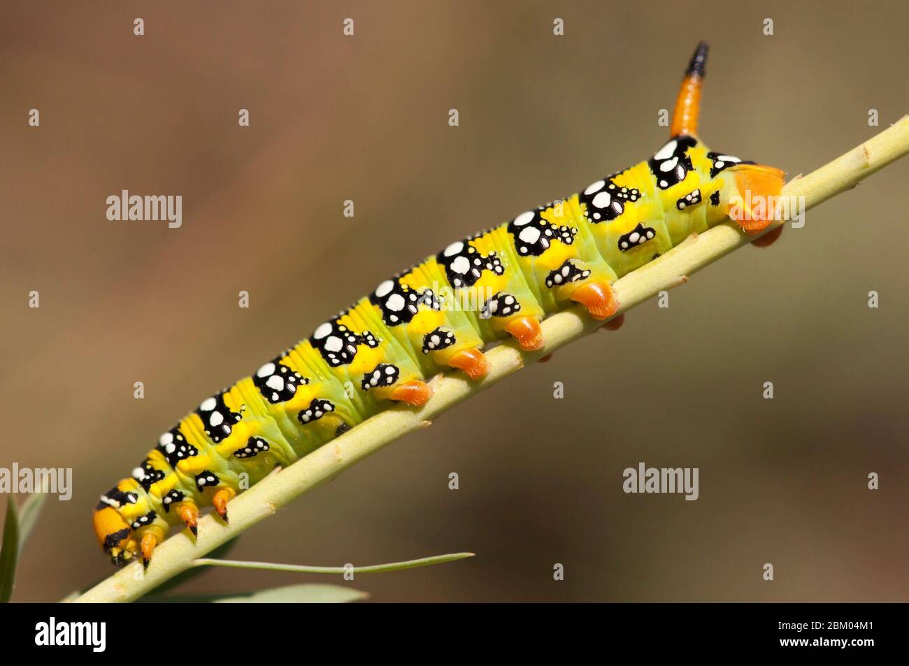 Chenille de papillon jaune vert grimpant sur une plante Banque D'Images