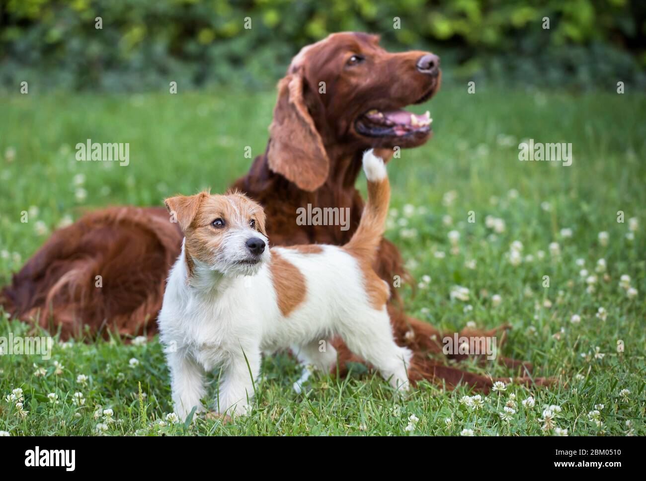Amitié avec les chiens - Joyeux Jack russell Terrier chiot et son ami irlandais Setter Banque D'Images