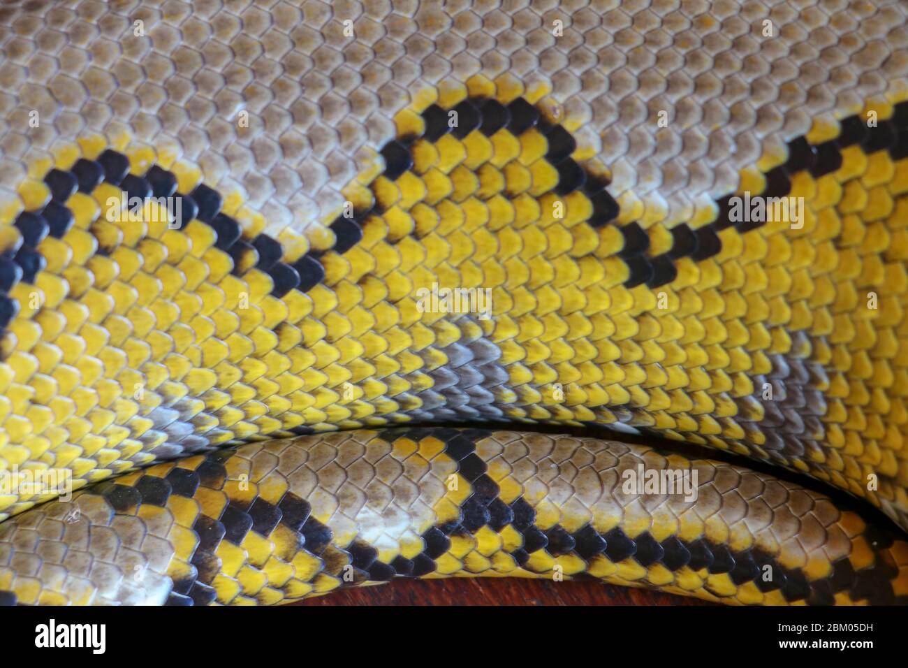 Python réticulé Albino. Python serpent jaune couché sur la table en bois. Gros plan de Big Python regius ou Royal Python est un grand serpent non toxique Banque D'Images